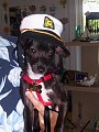 Milo the Captain